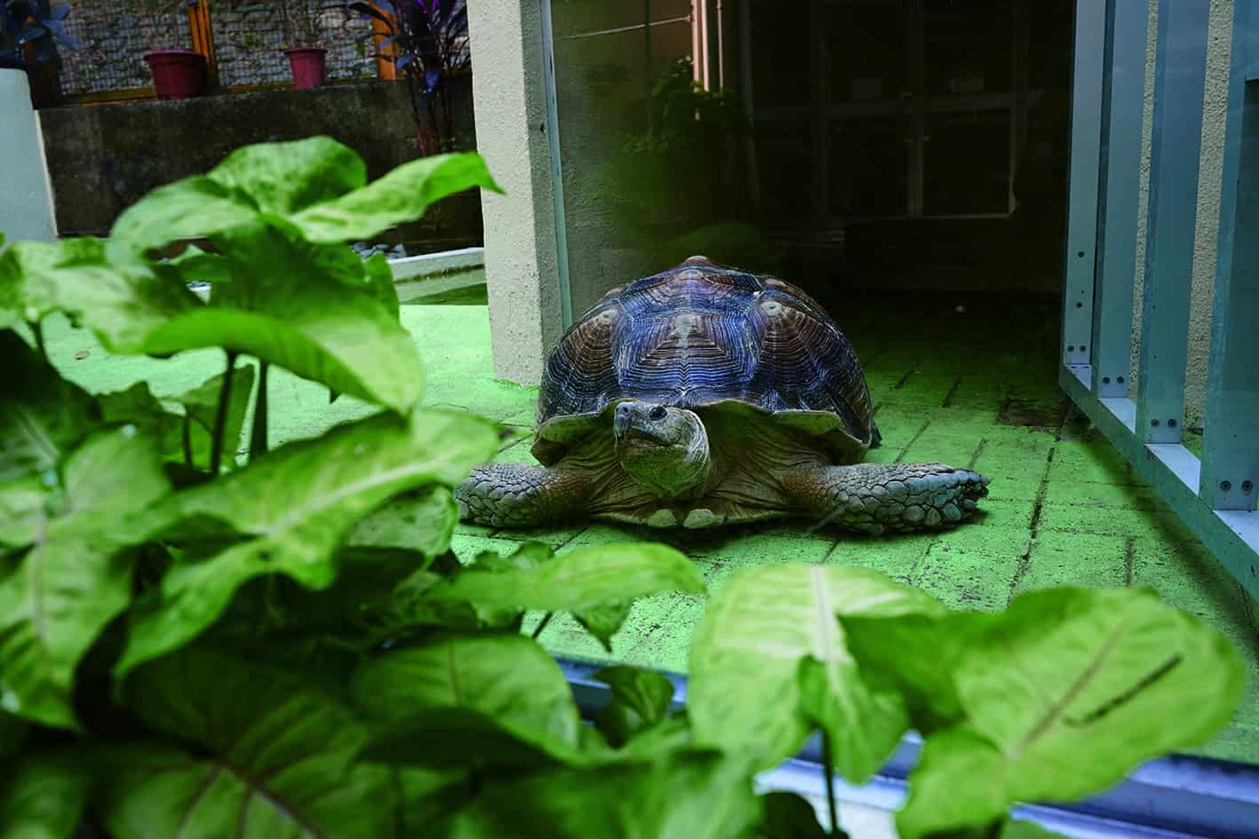 樂善堂梁黃蕙芳紀念學校 銳意創新發展網上教學