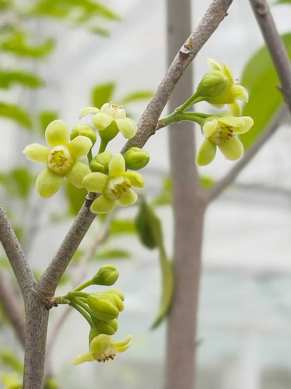 香港四邑商工總會陳南昌紀念中學 師生努力8載成功種出第五代土沉香 香港四邑商工總會陳南昌紀念中學 師生努力8載成功種出第五代土沉香